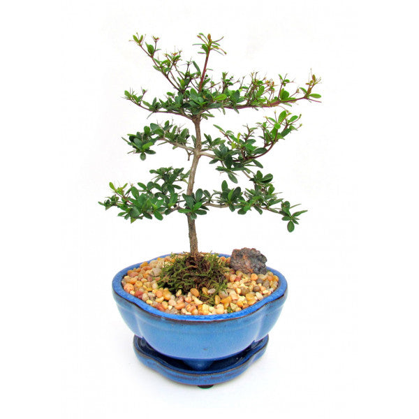 black olive bonsai tree Black Olive Bonsai Large