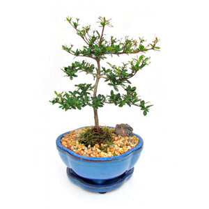 Black Olive Bucida Spinosa Bonsai Small-Out of stock