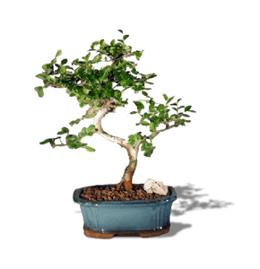 Create Your Own Bonsai- Chinese Elm- Out of stock- SORRY!