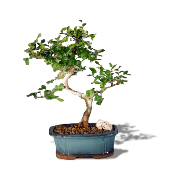 Chinese Elm Bonsai Small- - Sold out