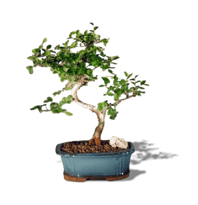 Chinese Elm Bonsai Small- - Sold out