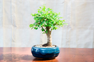 Straight Trunked Chinese Elms -Large-Out of stock