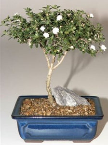Snow Rose Serissa Bonsai -  Small