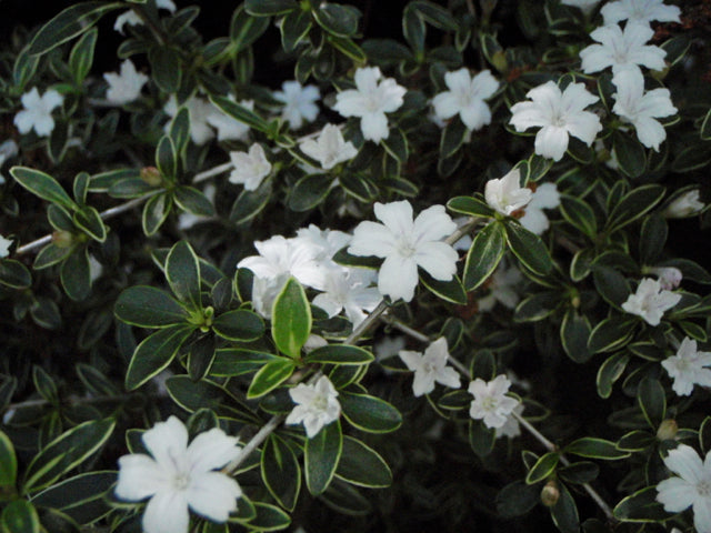 Snow Rose Serissa Bonsai -  Small