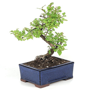 Sweet Plum Sageretia Theezans Styled Bonsai Small-OUT OF STOCK