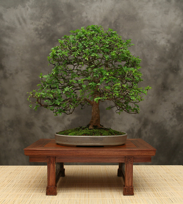 Straight Trunked Chinese Elms -Large- OUT OF STOCK